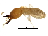  (Coptotermes testaceus - CCDB-08664-G12)  @15 [ ] CreativeCommons - Attribution (2016) CBG Photography Group Centre for Biodiversity Genomics