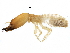  ( - CCDB-09435-C04)  @14 [ ] CreativeCommons - Attribution (2016) CBG Photography Group Centre for Biodiversity Genomics