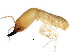  ( - CCDB-09435-H01)  @14 [ ] CreativeCommons - Attribution (2016) CBG Photography Group Centre for Biodiversity Genomics