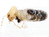  (Amitermes coachellae - CCDB-09490-B03)  @14 [ ] CreativeCommons - Attribution (2016) CBG Photography Group Centre for Biodiversity Genomics