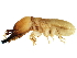  ( - CCDB-09490-G01)  @14 [ ] CreativeCommons - Attribution (2016) CBG Photography Group Centre for Biodiversity Genomics
