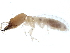  ( - CCDB-09614-A11)  @11 [ ] CreativeCommons - Attribution (2015) CBG Photography Group Centre for Biodiversity Genomics
