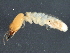  ( - CCDB-09614-C02)  @11 [ ] CreativeCommons - Attribution (2015) CBG Photography Group Centre for Biodiversity Genomics