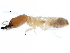  ( - CCDB-09614-G08)  @11 [ ] CreativeCommons - Attribution (2015) CBG Photography Group Centre for Biodiversity Genomics
