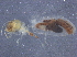  ( - CCDB-09617-B05)  @11 [ ] CreativeCommons - Attribution (2015) CBG Photography Group Centre for Biodiversity Genomics