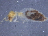  ( - CCDB-09617-C03)  @11 [ ] CreativeCommons - Attribution (2015) CBG Photography Group Centre for Biodiversity Genomics