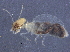  (NGAbrTGM NSgueTGM - CCDB-09617-C05)  @11 [ ] CreativeCommons - Attribution (2015) CBG Photography Group Centre for Biodiversity Genomics