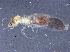  ( - CCDB-09617-C06)  @11 [ ] CreativeCommons - Attribution (2015) CBG Photography Group Centre for Biodiversity Genomics