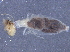  (NGAbrTGM hondurensis - CCDB-09617-C08)  @11 [ ] CreativeCommons - Attribution (2015) CBG Photography Group Centre for Biodiversity Genomics