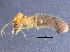  (Anoplotermes spA - CCDB-09617-F03)  @11 [ ] CreativeCommons - Attribution (2015) CBG Photography Group Centre for Biodiversity Genomics