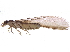  ( - CCDB-09617-F05)  @11 [ ] CreativeCommons - Attribution (2015) CBG Photography Group Centre for Biodiversity Genomics