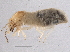  (Gnathamitermes NSorthTGM - CCDB-13031-C05)  @13 [ ] CreativeCommons - Attribution (2014) CBG Photography Group Centre for Biodiversity Genomics