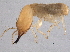  ( - CCDB-13031-C07)  @13 [ ] CreativeCommons - Attribution (2014) CBG Photography Group Centre for Biodiversity Genomics