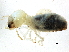  (Hodotermopsis japonicus - CCDB-10348-C10)  @11 [ ] CreativeCommons - Attribution (2014) CBG Photography Group Centre for Biodiversity Genomics