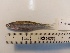  (Notropis blennius - Sample: R2)  @11 [ ] CreativeCommons - Attribution Share-Alike (2021) Unspecified Thomas More University
