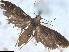  ( - TNAU_MEL_RM34)  @11 [ ] nrr  Unspecified Unspecified
