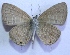  ( - TNAULY201400015)  @12 [ ] CreativeCommons - Attribution Non-Commercial Share-Alike (2014) Kiruthika, P Dept. of Entomology, TNAU