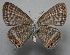  ( - TNAULY201400109)  @14 [ ] CreativeCommons - Attribution Non-Commercial Share-Alike (2014) Kiruthika, P Dept. of Entomology, TNAU