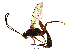 (Goryphus - TNAU_ PAR_ IC_08)  @14 [ ] CreativeCommons - Attribution Non-Commercial Share-Alike (2017) Alfred Daniel J Tamil Nadu Agricultural University
