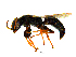  (Goniozus sp - TNAU_PAR_BE_01)  @14 [ ] CreativeCommons - Attribution Non-Commercial Share-Alike (2017) Alfred Daniel J Tamil Nadu Agricultural University