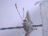  ( - TNAULY201400003)  @11 [ ] CreativeCommons - Attribution Non-Commercial Share-Alike (2014) Kiruthika, P Dept. of Entomology, TNAU