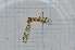  (Discobola australis - T2893)  @13 [ ] CreativeCommons - Attribution Non-Commercial Share-Alike (2014) Zacariah Billingham Unspecified
