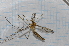  ( - T3091)  @12 [ ] CreativeCommons - Attribution Non-Commercial Share-Alike (2014) Zacariah Billingham Unspecified