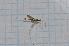  ( - T3846)  @11 [ ] CreativeCommons - Attribution Non-Commercial Share-Alike (2014) Zacariah Billingham Unspecified