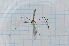  (Stibadocerinae - T4770)  @11 [ ] CreativeCommons - Attribution Non-Commercial Share-Alike (2014) Zacariah Billingham Unspecified