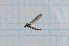  ( - T5715)  @11 [ ] CreativeCommons - Attribution Non-Commercial Share-Alike (2014) Zacariah Billingham Unspecified