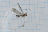  ( - T6371)  @11 [ ] CreativeCommons - Attribution Non-Commercial Share-Alike (2014) Zacariah Billingham Unspecified