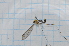  ( - T6508)  @11 [ ] CreativeCommons - Attribution Non-Commercial Share-Alike (2014) Zacariah Billingham Unspecified