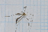  (Stibadocerodes australiensis - T6561)  @11 [ ] CreativeCommons - Attribution Non-Commercial Share-Alike (2014) Zacariah Billingham Unspecified
