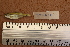  (Hemigrammus levis - 1012_TOC)  @11 [ ] CreativeCommons Attribution (by) (2023) Unspecified Instituto Nacional de Pesquisas da Amazonia (INPA)