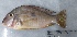  (Geophagus neambi - 255_TOC)  @11 [ ] CreativeCommons Attribution (by) (2023) Unspecified Instituto Nacional de Pesquisas da Amazonia (INPA)