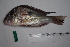  (Geophagus sveni - 435_TOC)  @11 [ ] CreativeCommons Attribution (by) (2023) Unspecified Instituto Nacional de Pesquisas da Amazonia (INPA)