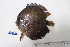  (Symphysodon aequifasciatus - 955_TOC)  @11 [ ] CreativeCommons Attribution (by) (2023) Unspecified Instituto Nacional de Pesquisas da Amazonia (INPA)