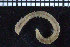  ( - ZMBN_104799)  @11 [ ] CreativeCommons - Attribution Non-Commercial Share-Alike (2015) UoB University of Bergen, Natural History Collections
