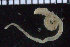  ( - ZMBN_104800)  @12 [ ] CreativeCommons - Attribution Non-Commercial Share-Alike (2015) UoB University of Bergen, Natural History Collections