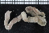  ( - ZMBN_104801)  @11 [ ] CreativeCommons - Attribution Non-Commercial Share-Alike (2015) UoB University of Bergen, Natural History Collections