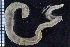  ( - ZMBN_104803)  @11 [ ] CreativeCommons - Attribution Non-Commercial Share-Alike (2015) UoB University of Bergen, Natural History Collections
