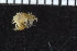  ( - ZMBN_104818)  @11 [ ] CreativeCommons - Attribution Non-Commercial Share-Alike (2015) UoB University of Bergen, Natural History Collections