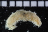  ( - ZMBN_104819)  @11 [ ] CreativeCommons - Attribution Non-Commercial Share-Alike (2015) UoB University of Bergen, Natural History Collections