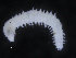  ( - ZMBN_104822)  @11 [ ] CreativeCommons - Attribution Non-Commercial Share-Alike (2015) UoB University of Bergen, Natural History Collections