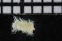  (Vigtorniella - ZMBN_104845)  @11 [ ] CreativeCommons - Attribution Non-Commercial Share-Alike (2015) UoB University of Bergen, Natural History Collections