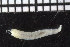  ( - ZMBN_104850)  @11 [ ] CreativeCommons - Attribution Non-Commercial Share-Alike (2015) UoB University of Bergen, Natural History Collections