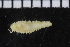  (Ampharete finmarchica - ZMBN_104853)  @13 [ ] CreativeCommons - Attribution Non-Commercial Share-Alike (2015) UoB University of Bergen, Natural History Collections