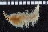  ( - ZMBN_104858)  @11 [ ] CreativeCommons - Attribution Non-Commercial Share-Alike (2015) UoB University of Bergen, Natural History Collections