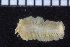  ( - ZMBN_104861)  @11 [ ] CreativeCommons - Attribution Non-Commercial Share-Alike (2015) UoB University of Bergen, Natural History Collections
