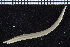  ( - ZMBN_104884)  @11 [ ] CreativeCommons - Attribution Non-Commercial Share-Alike (2015) UoB University of Bergen, Natural History Collections